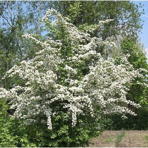 Eenstijlige meidoorn (Crataegus monogyna)  18 - 20 cm - 5 tot 6 meter