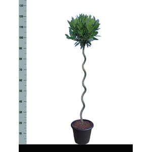 Laurier Spiraal  120 cm in pot