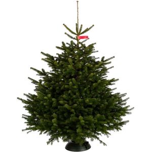 Nordmann kerstboom deluxe geïmpregneerd  Gezaagd 300 - 350 cm