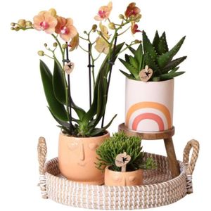 Oranje orchidee en succulenten op rieten schaal met krukje