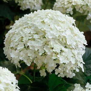 Hydrangea arborescens 'Annabelle'  10 - 40 cm in pot