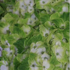 Hydrangea macrophylla 'Magical Noblesse'  25 - 30 cm in pot