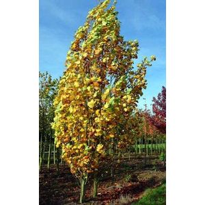Zuil tulpenboom  6 - 10 cm - 2 tot 3 meter