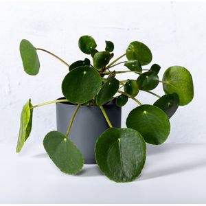 Pannenkoekplant-10 - 20 cm in pot
