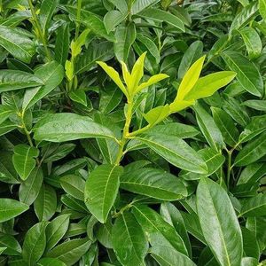 Laurierhaag 'Genolia'-80 - 100 cm in pot