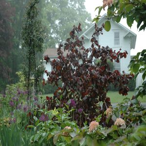 Corylus avellana 'Red Majestic'  60 - 80 cm