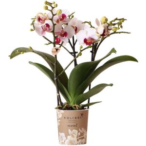 Gibraltar orchidee wit