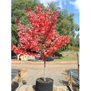 Rode esdoorn 'Fairview Flame'  6 - 10 cm - 2 tot 3 meter