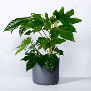 Vingerplant-20 - 40 cm in pot