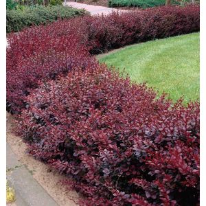 Berberis thunbergii 'Red Chief'  20 - 40 cm IN POT