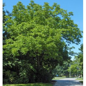 Zwarte walnotenboom-6 - 10 cm - 2 tot 3 meter