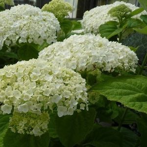 Hydrangea arborescens 'Incrediball'  40 - 80 cm in pot