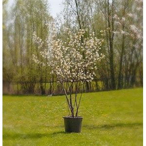 Krentenboom meerstammig -250 - 300 cm