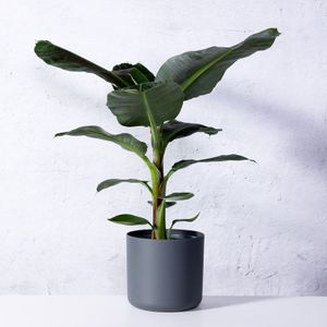 Bananenplant-100 - 125 cm in pot