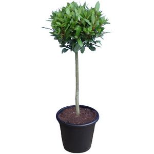 Laurus nobilis op stam  80 cm in pot