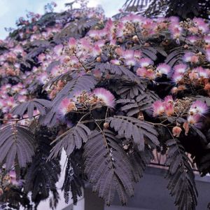 Perzisch slaapboompje paarsbruin  20 - 40 cm in pot
