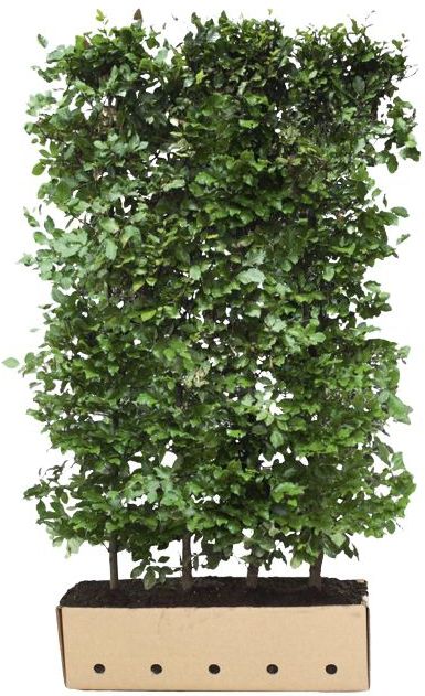 QuickHedge Groene beukenhaag (kant en klaar haag)-100 x 150 cm