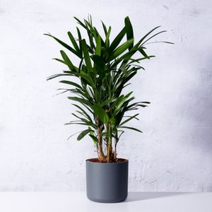 Stokpalm-125 - 150 cm in pot