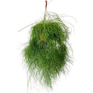 Rhipsalis Cassutha-Hangplant (10 - 30 cm)