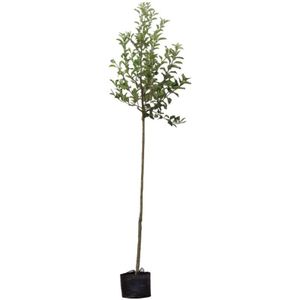 Appelboom 'Schone van Boskoop' hoogstam (kruisbestuivend)