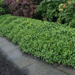 Prunus laurocerasus 'Mount Vernon'  10 - 20 cm IN POT