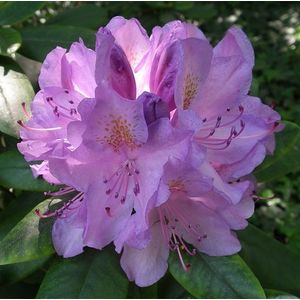 Rhododendron paars  100 - 120 cm in pot