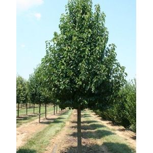 Pyrus communis  'Beech Hill'  10 - 14 cm - 3 tot 4 meter