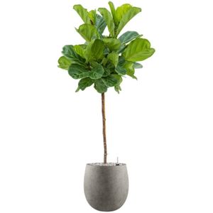 Ficus lyrata in Grigio-180 - 190