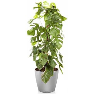 Monstera Deliciosa mosstok in watergevende Classico zilver | Gatenplant