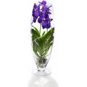 Vanda Orchidee blauw in vaas Majestic | Vanda Orchidee