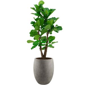 Ficus Lyrata vertakt in Grigio Tall Balloon grijs | Vioolbladplant / Tabaksplant