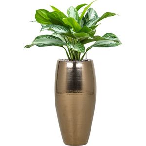 Aglaonema Silver Bay in Amora Vase Goud | Chinese Evergreen