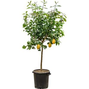 Citrus Lemon | Citroenboom