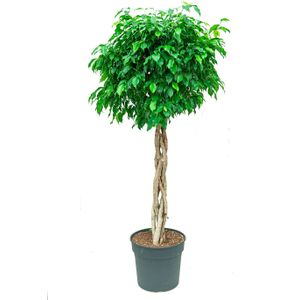 Ficus Benjamina Exotica gevlochten stam | Treurvijg