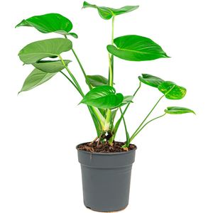 Monstera Deliciosa | Gatenplant