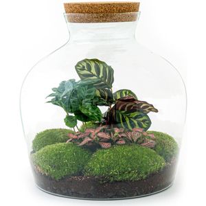 DIY Terrarium Calathea | Met 3 tropische planten