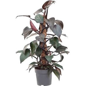 Philodendron New Red mosstok |