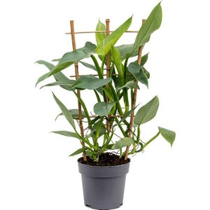 Philodendron Silver Queen rek | Klimmende boomliefhebber