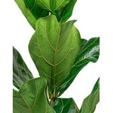 Ficus Lyrata Straight - Vioolbladplant / Tabaksplant