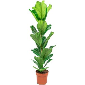 Ficus Lyrata Straight - Vioolbladplant / Tabaksplant