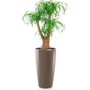 Beaucarnea in watergevende Rondo taupe | Olifantenpoot