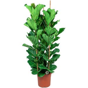 Ficus Lyrata straight | Vioolbladplant / Tabaksplant