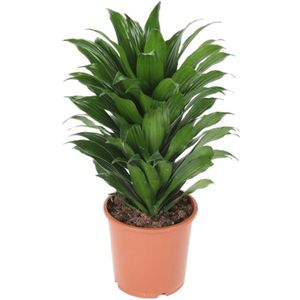 Dracaena Compacta | Drakenbloedboom