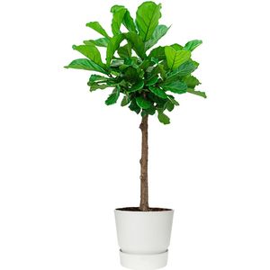 Ficus Lyrata op stam in Greenville wit | Vioolbladplant / Tabaksplant