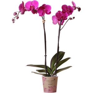 Phalaenopsis paars | Orchidee