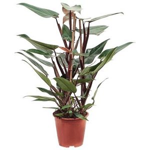 Philodendron New Red |