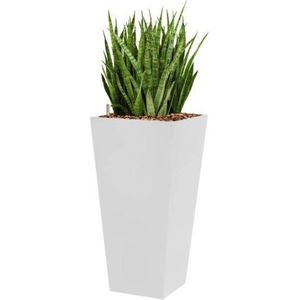 Sansevieria Kirkii hydrocultuur in Runner vierkant wit | Vrouwentong