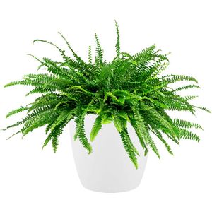Nephrolepis in Brussels wit | Krulvaren