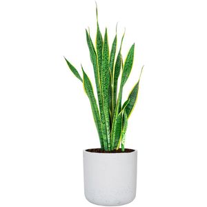 Sansevieria Laurentii in Rugged Charlie wit | Vrouwentong