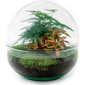 DIY Terrarium Dome | Met 2 tropische planten